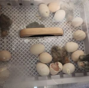 Meet your Posher, Ronnie